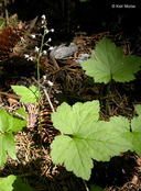 Tiarella trifoliata var. unifoliata