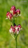 Triantha occidentalis ssp. brevistyla