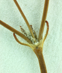 Eriogonum argillosum