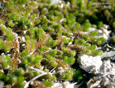 Selaginella arizonica