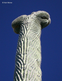 Carnegiea gigantea