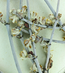 Eriogonum deserticola