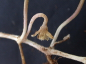 Dichondra occidentalis