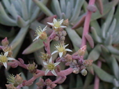 Dudleya virens ssp. hassei