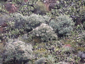 Eriogonum giganteum