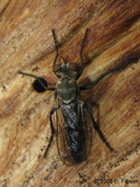 Cophura brevicornis