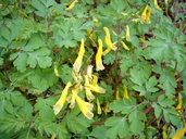 Corydalis heterocarpa