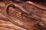 Pygmaeascincus sadlieri