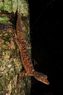 Mt Elliot Leaftail Gecko