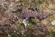 Gulbaru Gecko
