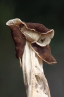 Helvella maculata