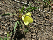 Oenothera howardii