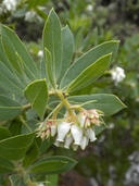 Arctostaphylos glandulosa ssp. glandulosa