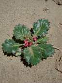 Broad-leaf Gilia
