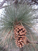 Big Cone Pine