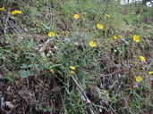 Anisocarpus madioides