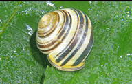 European Garden Snail
