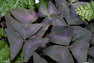 Purple Leaf Oxalis