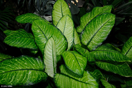 Dieffenbachia maculata