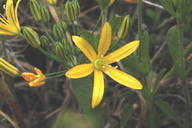 Bloomeria crocea var. crocea