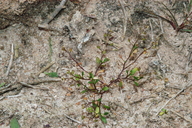 Hornungia procumbens