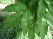 Three-flowered Maple