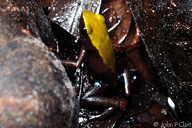 Mantella laevigata