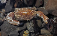 Black-clawed Crab