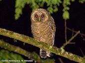 Rusty-barred Owl