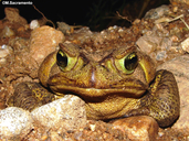 Rhinella icterica