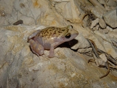 Eleutherodactylus marnockii