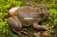 Nyctibatrachus humayuni