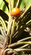Manilkara longifolia