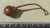 Manilkara longifolia