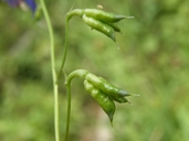 Delphinium patens ssp. hepaticoideum