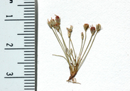 Juncus luciensis