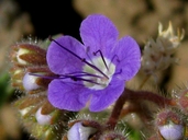 Phacelia crenulata var. minutiflora