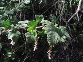 Ribes malvaceum var. malvaceum