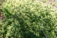 Eucrypta chrysanthemifolia