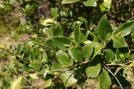 Ligustrum japonicam var. texanum