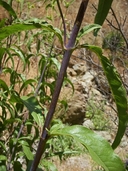 Helianthus californicus