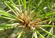 Pinus ponderosa var. ponderosa