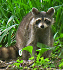 Procyon lotor
