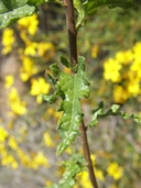 Bahiopsis laciniata
