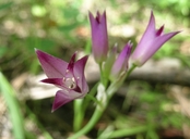 Allium peninsulare var. peninsulare
