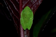 Pseudophilautus femoralis