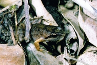Bronze Dainty Frog