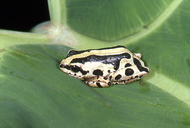 Hyperolius viridiflavus melanoleucus