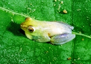 Hyperolius nasutus