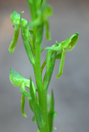 Platanthera brevifolia